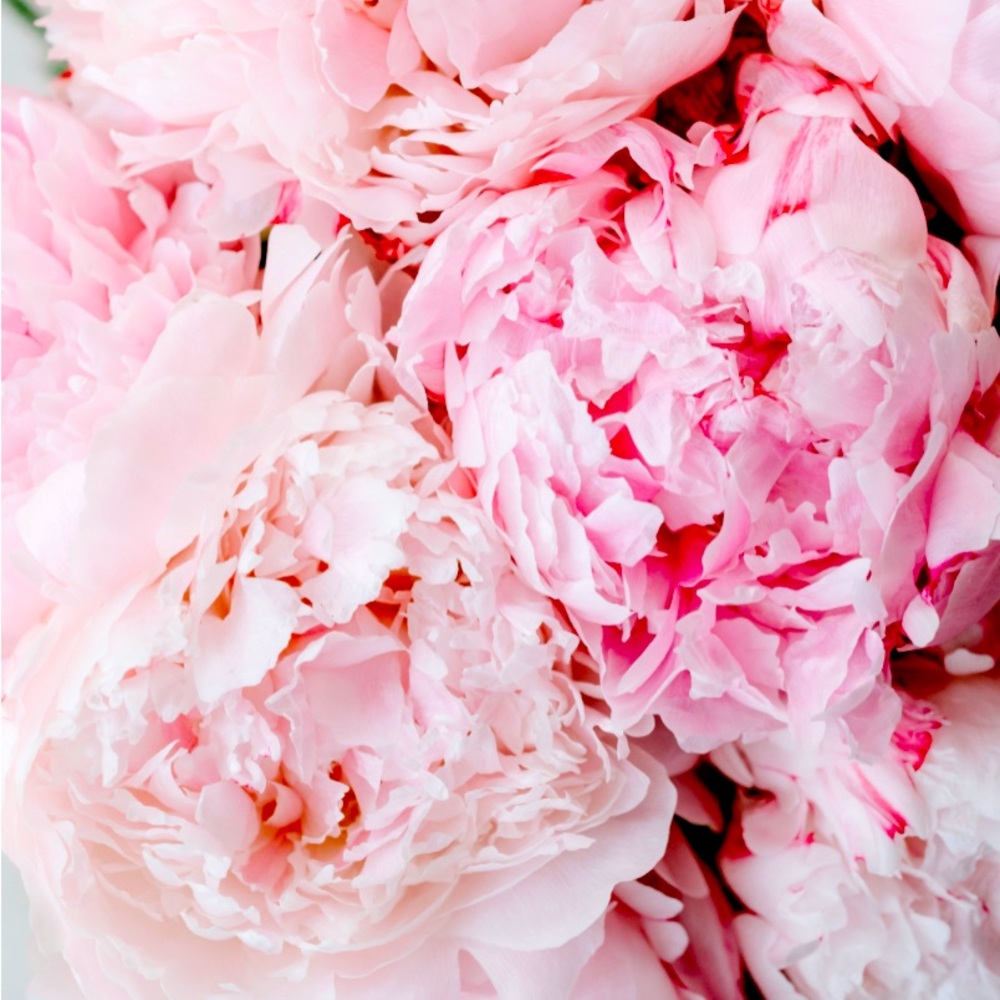 Meet your Posher, ReBloom Closet